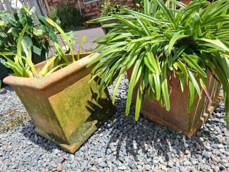 2 Terracotta Pots Including Plants