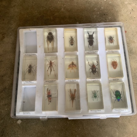 Collection of Large Bugs in Resin