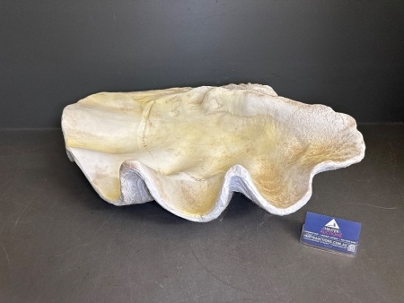 Large Faux Calm Shell
