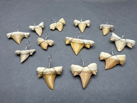 Dozen Old Fossil Shark Teeth Wire Wrapped into Pendants - 70 Million Years Old - From Morocco