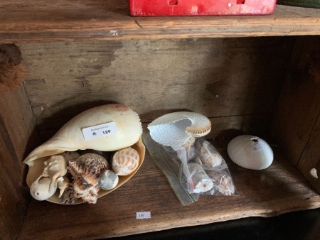 Collection of Sea Shells in Vintage Timber Box with Rope Handle