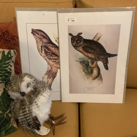 Vintage Style Owl & Frogmouth Prints + Feathered Owl