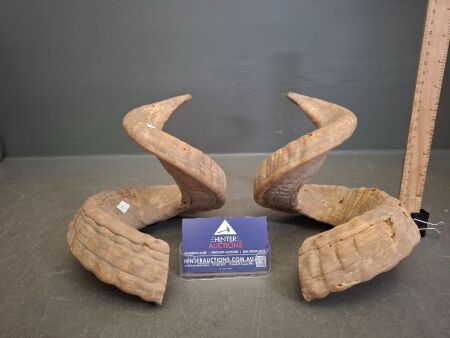 Pair of Ram Horns