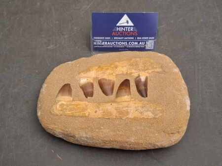Mosasur Jaw Fossil, 70 Million Year Old, From Morocco