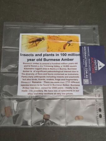 Collection of 100 Million Year Old Burmese Amber with Plant & Insect Inclusions
