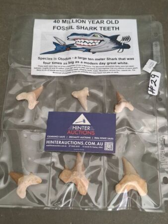 6 Huge Fossil Shark Teeth - 40 Million Years Old - From Morocco
