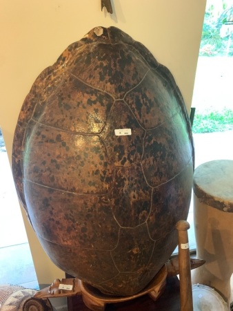 Large Vintage Green Turtle Shell - App. 1000mm x 750mm