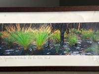 Grasstree Regeneration, at 2 Weeks, Fraser Island - Framed Photograph by Peter Meyer - 2