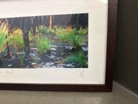 Grasstree Regeneration, at 2 Weeks, Fraser Island - Framed Photograph by Peter Meyer - 3