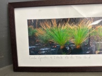 Grasstree Regeneration, at 2 Weeks, Fraser Island - Framed Photograph by Peter Meyer - 4