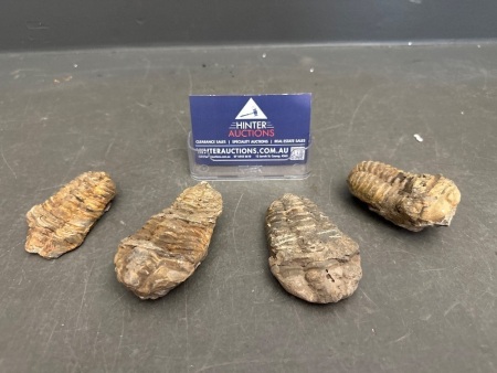 4 Trilobite Fossils, Calymene Species - 350 Million Years Old - From Morocco