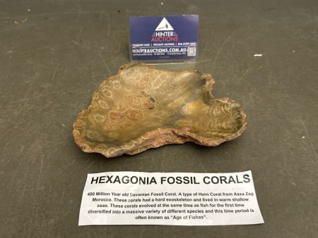 Coral Fossil, 400 Million Years Old - From Morocco