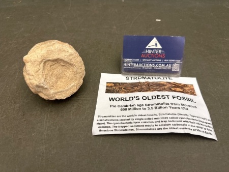 Worlds Oldest Fossils, The Stromatolite, From Morocco - 600 Million to 3 Billion Years Old