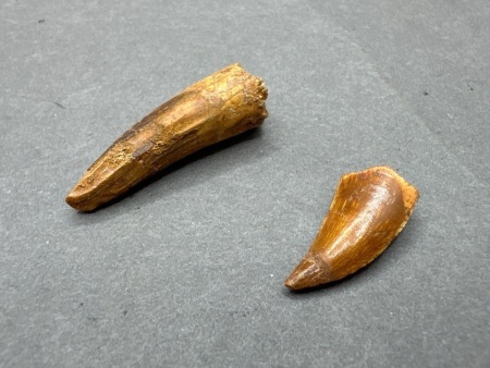 Raptor Dinosaur Tooth & Spinosaurus Dinosaur Tooth - 100 Million Years Old - From Morocco