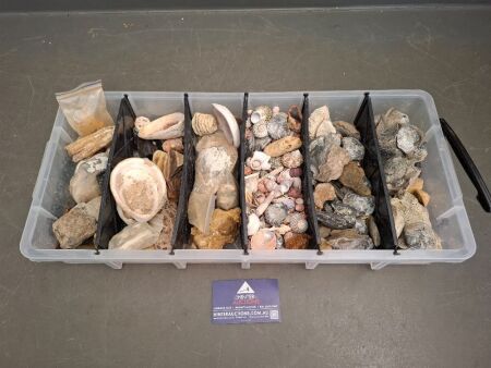Large Lot of Fossils & Shells