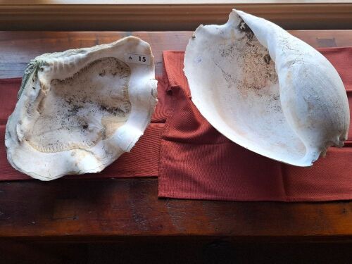 Clam shell + Baler shell