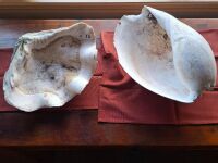 Clam shell + Baler shell