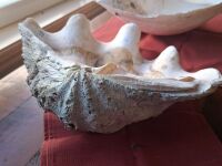 Clam shell + Baler shell - 2