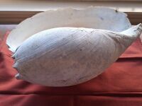 Clam shell + Baler shell - 3