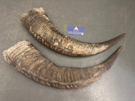 Pair of water buffalo horns