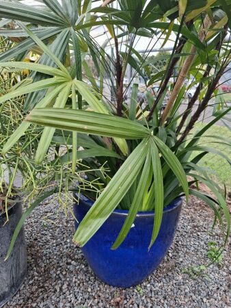 Blue Glaze Ceramic Large Planter Pot with Lady Palm