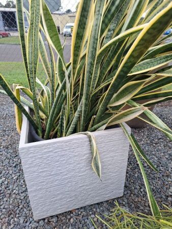 Cream Slate Effect Square Planter Pot with 'Mother-in-Laws Tongue' Plant