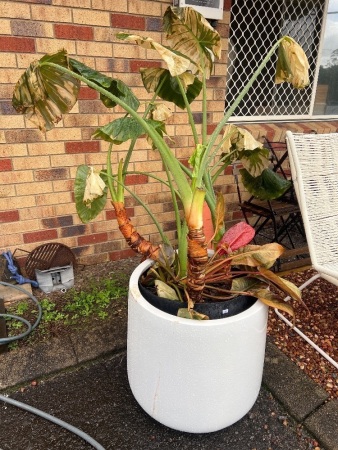 Large White Planter with Alocasia Elephant Ear