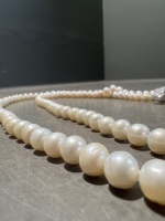 Double Strand Cultured Pearls with Silver Box Clasp - 3