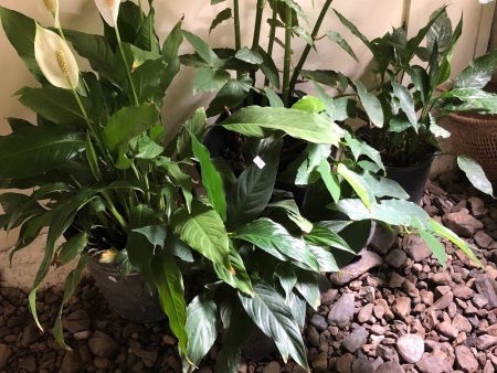 Asstd Lot of Plants in Downstairs Bathroom