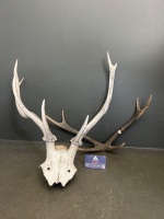 Two Pairs of Deer Antlers