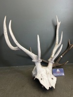 Two Pairs of Deer Antlers - 2