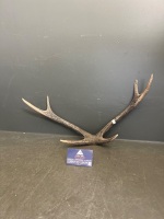 Two Pairs of Deer Antlers - 3