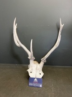Two Pairs of Deer Antlers - 4