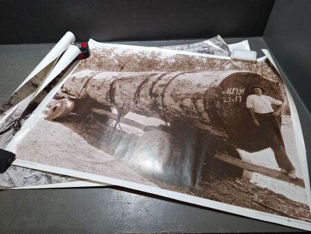 Collection of Vintage Forestry Posters