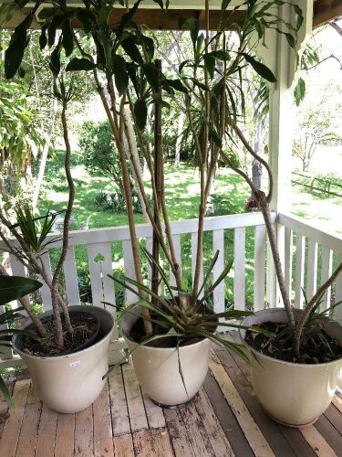 3 Large Resin Pots & Plants