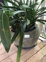 Large Incised Brass Bowl with Plant