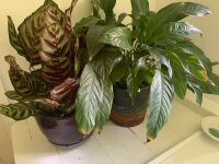 Asstd Lot of Plants in Top Bathroom