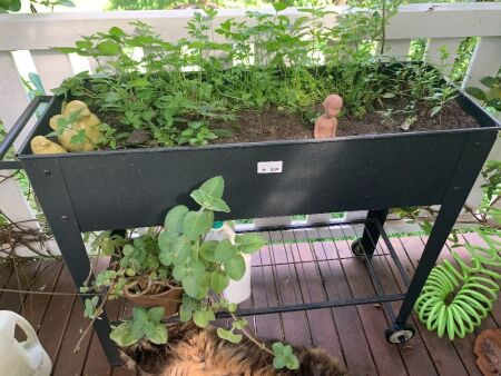 Black Tin Herb Garden on Wheels + 3 Pots, Plants & Stands