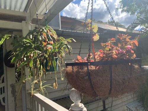 Asstd Lot of Pots, Planters, Hanging Baskets & Plants