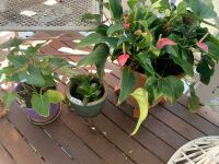 Asstd Lot of Pots, Planters, Hanging Baskets & Plants - 3