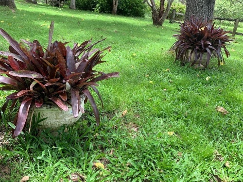 Pair of Low Concrete Urns with Broms