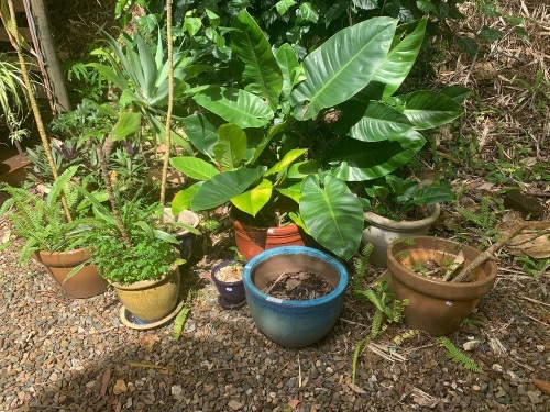 Asstd Collection of 9 Glazed Plant Pots - Some with Plants