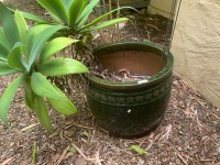 Large Green Glazed Stoneware Pot with Rosette Motif arround Top