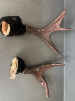 Deer Antlers Possibly White-Tail Taxidermy