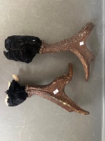 Deer Antlers Possibly White-Tail Taxidermy - 2