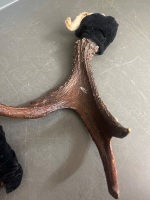 Deer Antlers Possibly White-Tail Taxidermy - 3