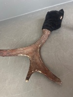 Deer Antlers Possibly White-Tail Taxidermy - 4