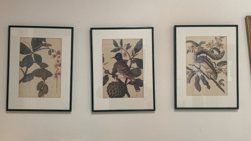 3 x Vintage Framed Prints Bird, Animal Lizard