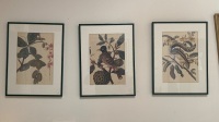 3 x Vintage Framed Prints Bird, Animal Lizard