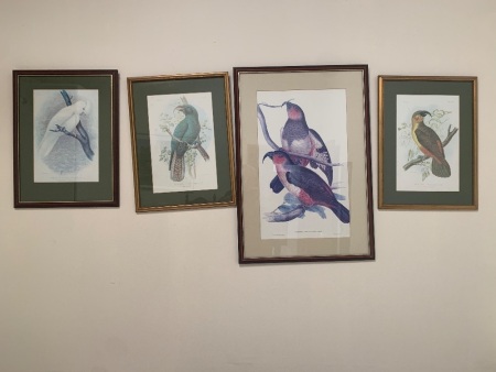 4 Vintage Framed Parrot Prints - 3 x G.Broinowski 1 x Gould